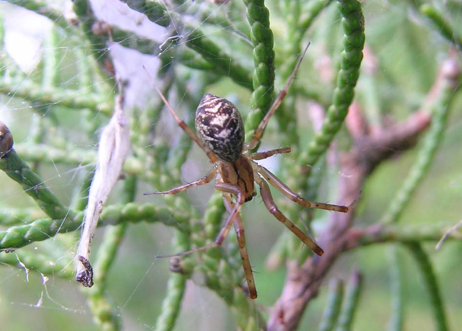 Linyphia sp.